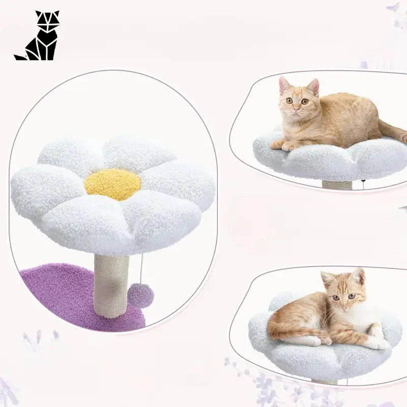 Quatre types de lits pour chats sur l’Elegant Oasis Feline arbre à chat