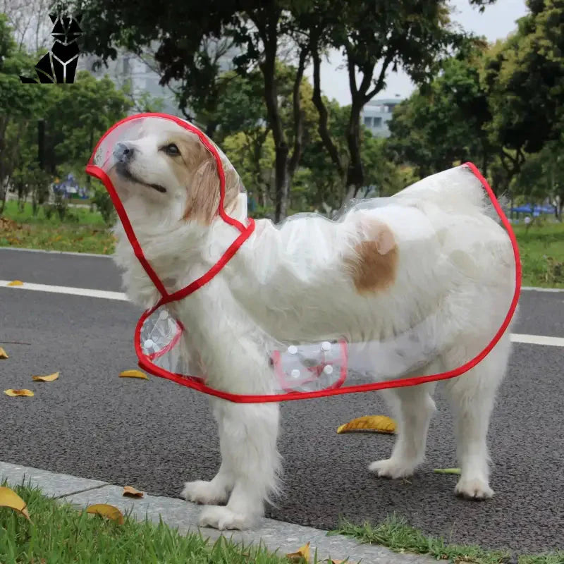 Chien dans un harnais rouge mettant en valeur le design efficace d’un imperméable transparent pour chien